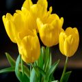 Tulipa Triumph Strong Gold  - Triumphtulp