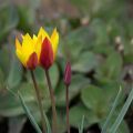 Tulipa clusiana var. chrysantha Tubergen Gem - botanische tulp