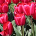 Tulipa Darwin Cherry Delight - Darwintulp