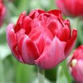 Tulipa - Dubbele late tulp