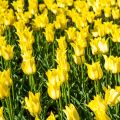 Tulipe Ballade Gold - Leliebloemige tulp