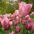 Tulipa Triumph Early Glory - Triumphtulp