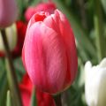 Tulipa Triumph Spryng - Triumphtulp