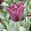 Tulipa Triumph Havran - Triumphtulp