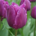 Tulipa Triumph Negrita - Triumphtulp