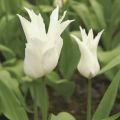 Tulipa White Triumphator - Leliebloemige tulp