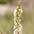 Verbascum chaixii Album - Toorts