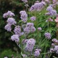 Verbena bonariensis Cloud - Reuzenverbena