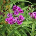 Vernonia crinita - Ijzerkruid
