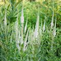 Veronicastrum virginicum var. album - Virginische ereprijs