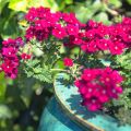 Verbena Endurascape Magenta - Hangverbena