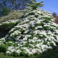 Viburnum plicatum Tomentosum - Japanse sneeuwbal