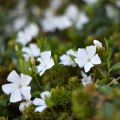 Vinca minor Alba - Kleine maagdenpalm