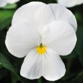 Viola cornuta Sorbet XP F1 White - Hoornviooltje