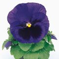 Viola wittrockiana Matrix F1 Deep Blue Blotch - Grootbloemige viool