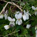 Viola odorata Alba - Geurviooltje