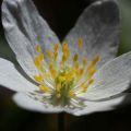 Anemone nemorosa -  Witte bosanemoon