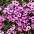 Argyranthemum Grandaisy Pink Tourmaline - Struikmargriet