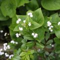 Brunnera macrophylla Betty Bowring - Kaukasisch vergeet-mij-nietje
