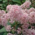 Ceanothus pallidus Marie Simon - Amerikaanse sering