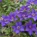 Clematis The President - Bosrank