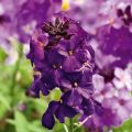 Erysimum Poem Lilac – Muurbloem