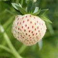 Aardbei White Pineberry