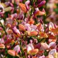 Cytisus procumbens Zeelandia - Brem
