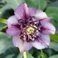 Helleborus Anemone Picotee - Lenteroos met donkerroze tot bordeaux rand