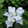 Hydrangea macrophylla Renaissance - Schermhortensia