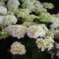 Hydrangea macrophylla Mme Emile Mouillère - Bolhortensia