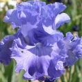 Iris germanica Delta Blues - Baardiris