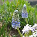 Muscari aucheri Ocean Magic - Blauwe druifjes