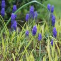 Muscari armeniacum - Blauwe druifjes