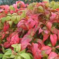 Nandina domestica Fire Power - Hemelse bamboe