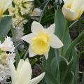 Narcissus Foresight - Trompetnarcis