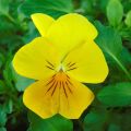 Viola wittrockiana Cool Wave Golden Yellow - Hangende/spreidende grootbloemige viool