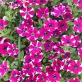 Petunia Cascadias Bicolor Cabernet - Hangpetunia