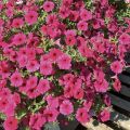 Petunia Supertunia Vista Paradise - Hangpetunia