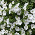 Petunia Surfinia Snow Wit - Hangpetunia