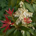 Pieris japonica Forest Flame - Japanse rotsheide