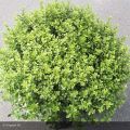 Pittosporum tenuifolium Midget - Australische laurier