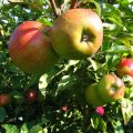 Appelboom Elstar