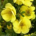 Potentilla fruticosa Double Punch Gold - Struikganzerik