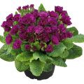 Primula Belarina Beaujolais - Stengelloze sleutelbloem