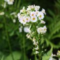 Primula japonica Alba - Japanse sleutelbloem