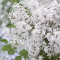 Syringa meyeri Flowerfesta Wit - Dwergsering