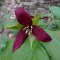 Trillium erectum - Drieblad