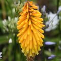Kniphofia Mango Popsicle - Vuurpijl