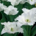 Tulipa crispa Daytona - gefranjerde tulp